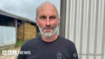 What goes on at a walnut harvest?