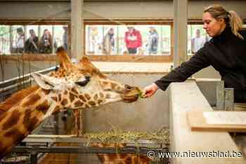 Zoo Planckendael verwelkomt mannetjesgiraf Kinaï: “Hij zal voor rust en duidelijkheid zorgen in de giraffenkudde”