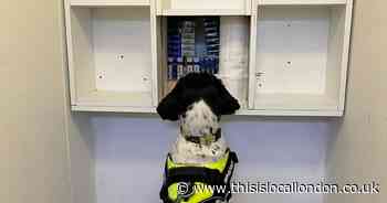 Detection dogs help seize 36,000 illegal cigarettes found in 10 shops