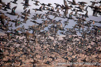 Study documents extinction of 610 bird species