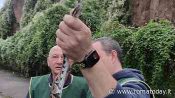 Catturato un pitone reale che strisciava sul marciapiede