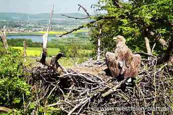 Zweites Seeadlerpaar in NRW entdeckt: Es lebt im Kreis Lippe