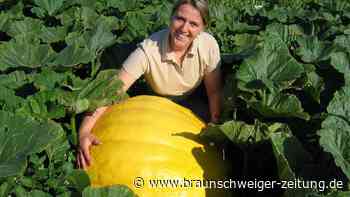 Was für ein Riesen-Teil: Wolfenbütteler Kürbis hält einen Rekord