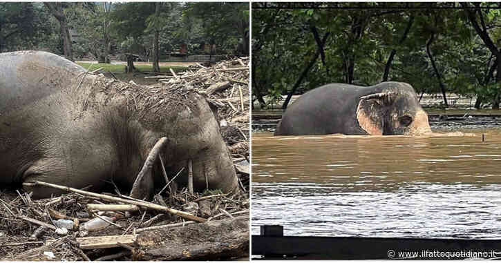 “La più grande evacuazione che abbiamo mai fatto”: 126 elefanti sono stati salvati in Thailandia durante le gravi inondazioni causate dal tifone Yagi – LE FOTO