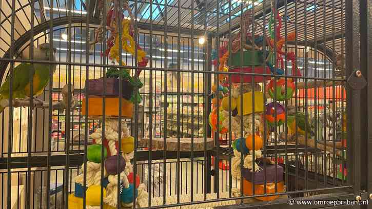 Slot op kooi van papegaaien na ontvoering uit dierenwinkel