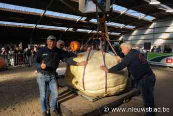 Wereldrecord sneuvelt niet in Kasterlee: Mario Vangeel wint Belgisch kampioenschap Pompoenwegen