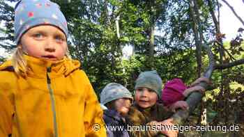 In diesem Wolfenbütteler Kindergarten wohnt ein echter Specht