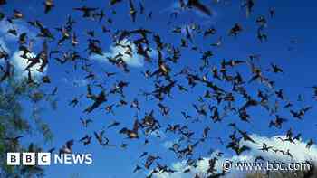 Canadian child dies from rabies after bat found in bedroom