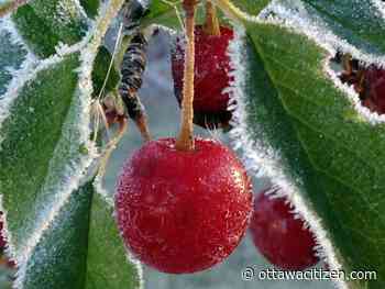 Frost alert for Ottawa in coming days