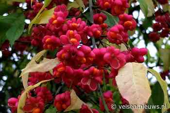 Vandaag in het Duin #32: Op zoek naar de wilde kardinaalsmuts