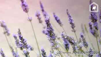 Waarom je je lavendelplant in het voorjaar én het najaar moet snoeien