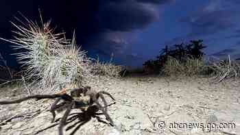 Spider lovers scurry to Colorado town in search of mating tarantulas and community