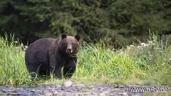 Hauptarterie verletzt: Pilzsammler stirbt nach Bärenangriff in der Slowakei