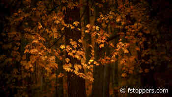 Fall Photography Essentials: Techniques for Capturing the Season's Splendor