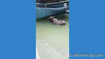 WATCH:  Moose rescued after getting stuck in backyard swimming pool