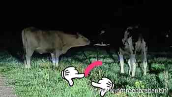 112-nieuws: koeien en paard aan de wandel • illegale raveparty gestopt