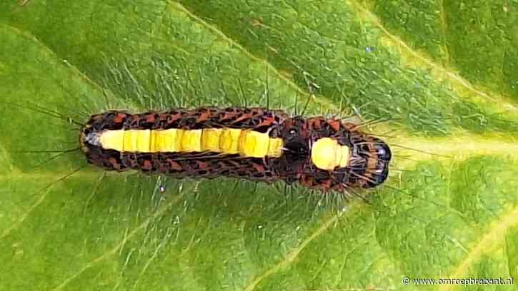 Tapijtkevers in huis, kan dat kwaad? Frans Kapteijns weet raad
