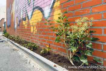 Achttien tegeltuinen aangeplant in Tessestraat: “Alle buren waren meteen enthousiast”