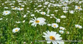 New Forest District Council climate report reveals progress