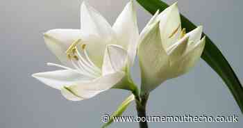 Bournemouth death notices: Tributes to 12 people who have died