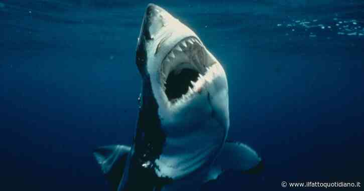 Uno squalo azzanna una donna spezzandola in due, davanti agli amici in preda al terrore: “Solo la parte superiore della donna è riconoscibile”
