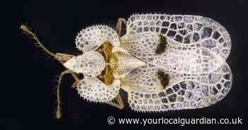 Biting bug spotted in the UK for first time in 18 years sparks 'serious concern'