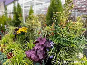 Brian Minter: Take your garden from summer to winter with a few favourites