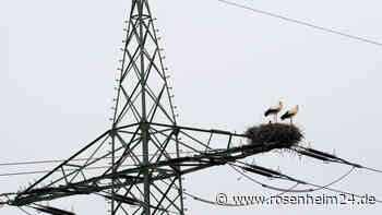 Stören Störche das Stromnetz? Adelholzener und Co erleiden Hunderttausende Euro Schaden