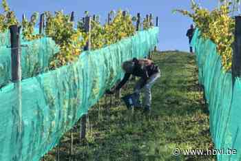 Eerste oogst van Minewine goed voor 120 liter druivensap