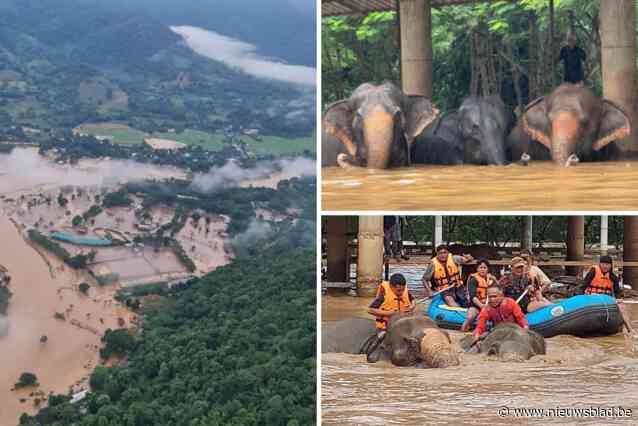 Olifantenfans slaan alarm nadat Thais opvangcentrum onder water is gelopen: “Zo veel goeds helemaal weggespoeld”