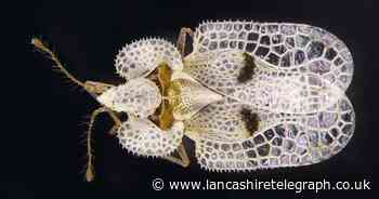 Biting bug spotted in the UK for first time in 18 years sparks 'serious concern'