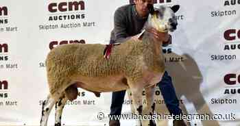 Pedigree sale another huge success as East Lancs farmers cash in