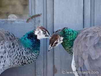 The Secrets to Stellar Customer Support in Telecom