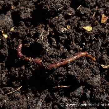 Regenwormen oorzaak hoge concentraties PFAS in eieren hobbykippen