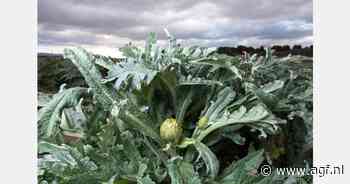 "Tudela artisjok met Reyno Gourmet-keurmerk"