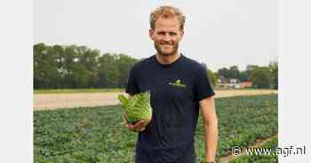 The Greenery brengt savooie spitskool naar het groenteschap