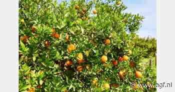 "Met Portugese sinaasappelen zitten handelaren altijd goed"