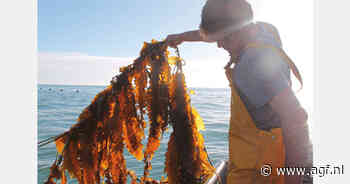 "Een gezonde toevoeging aan het groenteschap"