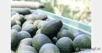 Grotere aanvoer Mexicaanse avocado's verwacht dit najaar