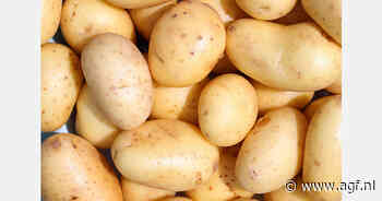 Verzet tegen GGO-aardappelen in Nigeria