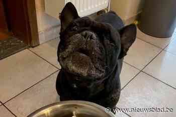 Petsitter die Franse buldog ‘doodwandelde’ in hitte krijgt tijdelijk beroepsverbod en moet forse boetes betalen