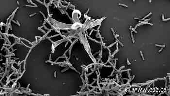 Tiny microbe named after Halifax found in Bedford Basin
