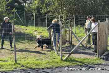 Voormalig BMX-parcours omgevormd tot hondenlosloopweide: “Baasjes  bepaalden inrichting en spelregels”