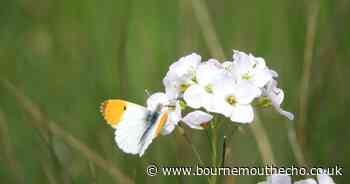 'Buddies' to help people enjoy Dorset's nature