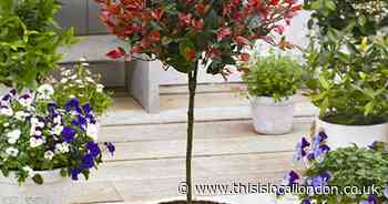 Save £15 on Standard Photinia ‘Red Robin’ Trees with You Garden