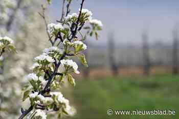 Nog tot 15 oktober groepsaankoop solitaire bomen of fruitbomen