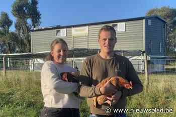 Michael en Lisa laten 250 kippen broeden op heuveltop: “In onze eitjes zit puur geluk”