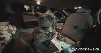 ‘Shocked’: B.C. dog stolen in the Yukon found safe in Arizona