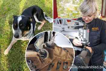 Herstelatelier AS Adventure komt in actie als hond schoen kapotbijt: “Als we de werkuren van onze schoenmakers zouden aanrekenen, zou de herstelservice onbetaalbaar zijn”