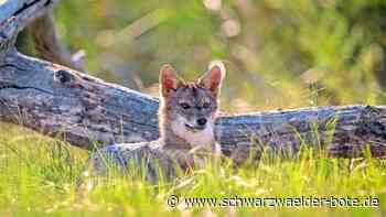 Natur im Nordschwarzwald: Gibt’s Goldschakale im Kreis Calw?